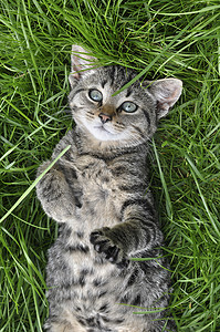 长着绿色美丽眼睛的虎斑猫躺在草地上