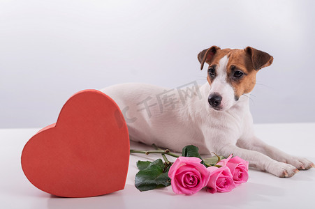 杰克罗素梗坐在一个心形盒子和一束粉红玫瑰旁边。