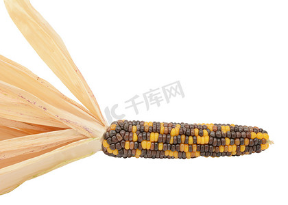 观赏玉米棒子，带有黑色、棕色和黄色的小粒