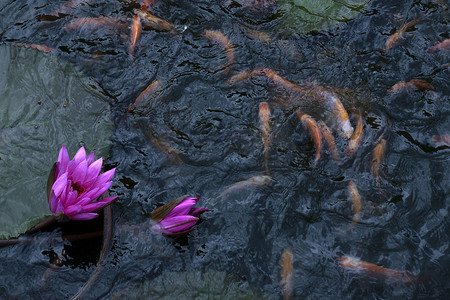 池塘里的金鱼莲花