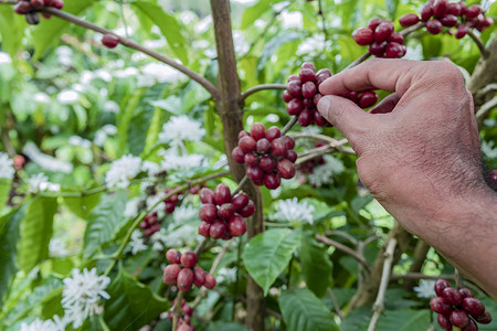 手握咖啡树上生长的咖啡豆的特写