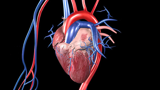 心血管系统人体血液动脉和静脉