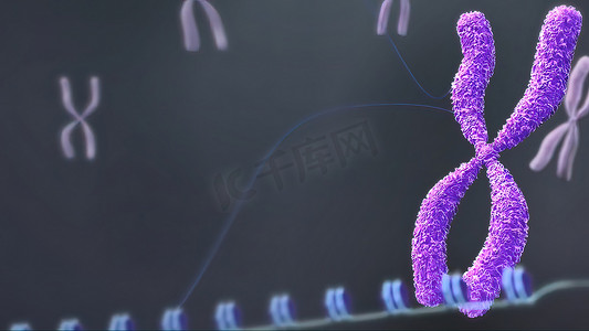 3D 插图 X 染色体。