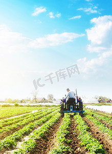 农民在拖拉机上松土并清除马铃薯种植园里的杂草。
