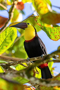 黄喉巨嘴鸟，Ramphastos ambiguus