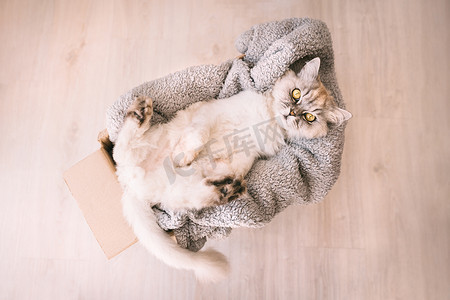 漂亮的灰色风趣猫在带柔软舒适毯子的纸箱里放松