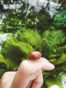 女人在蕨类背景的绿叶上用手指拿着小蜗牛。
