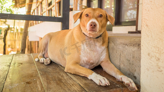 一只懒洋洋的红胖狗躺在房子的门槛上。