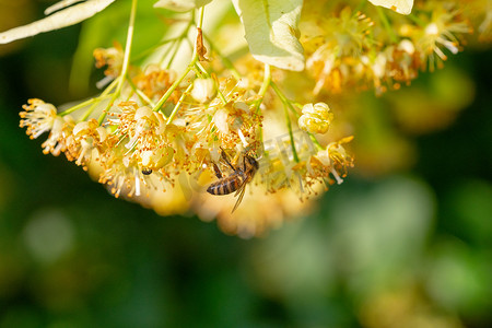 椴树花中的蜜蜂，Apis Carnica