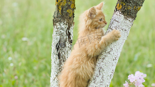 姜黄色的小猫在草和花的背景下爬在树上。