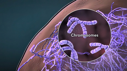 细胞核内的染色体和DNA