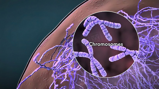 细胞核内的染色体和 DNA