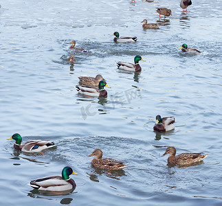 冬季冰冻城市池塘上漂浮的鸭群