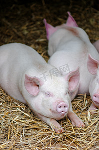 猪牲畜摄影照片_三头猪睡在农场摊位的稻草上
