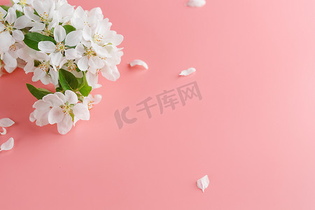 粉色春天模板摄影照片_樱花盛开，粉红色背景上的春天花朵，有问候语的空间。