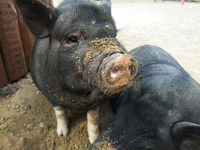 两只猪摄影照片_两只黑猪