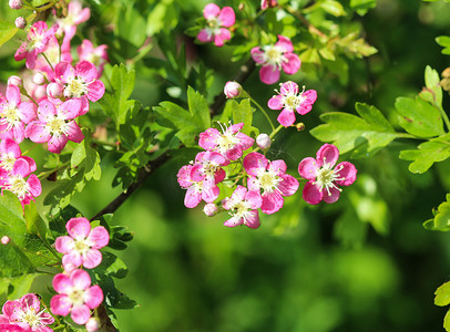 粉红色的米德兰山楂花，英国山楂（Crataegus laevigata）在春天盛开