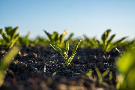 成排的甜菜幼芽生长在农田的受精土壤中。