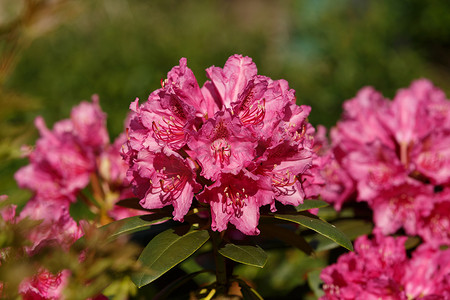 粉红色杜鹃杜鹃花在春天的花园里绽放