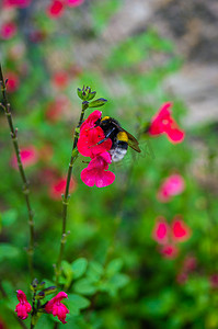 大黄蜂在一朵红色的花上