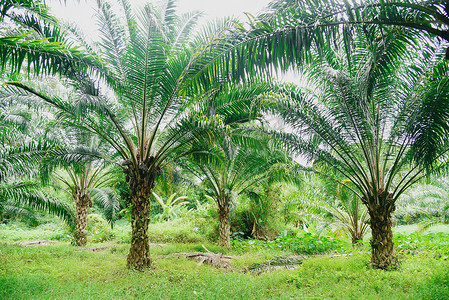 热带树植物棕榈树田自然农业农场棕榈种植园，绿色作物棕榈油