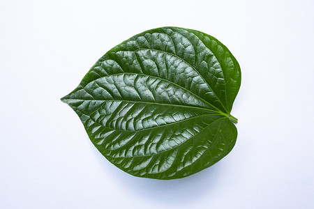 叶丛摄影照片_白色背景、绿叶图案上孤立的野生槟榔叶丛或 Piper sarmentosum roxb