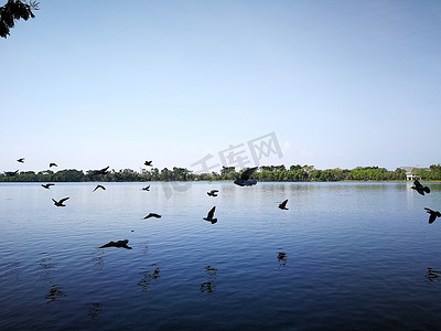 鸟儿飞翔摄影照片_泰国公众自然湖附近的天空中飞翔的鸽子