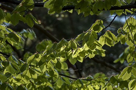 山摄影照片_普拉纳山榆树或榆树绿色春枝的自然背景