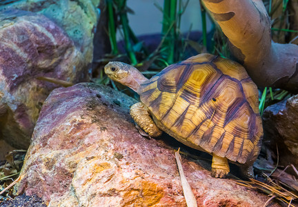 安哥诺卡陆龟的特写，来自马达加斯加的极度濒危陆龟物种