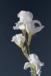深蓝色背景上的白色鸢尾花。