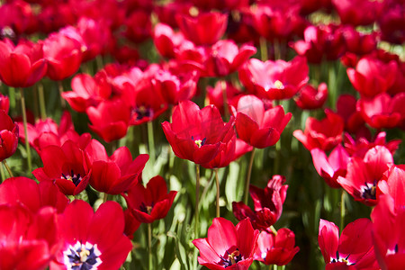 在春天的红色美丽的郁金香领域与太阳光芒