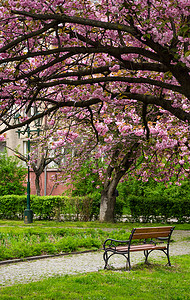 春天花园里的樱花树盛开