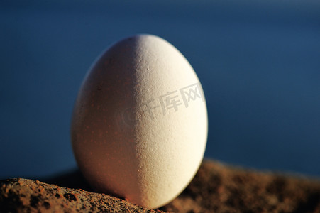 海边的鸡蛋