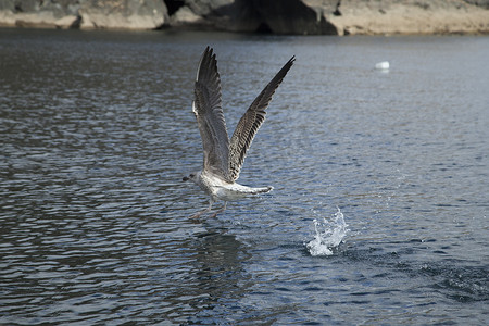 海鸥在水面附近飞行