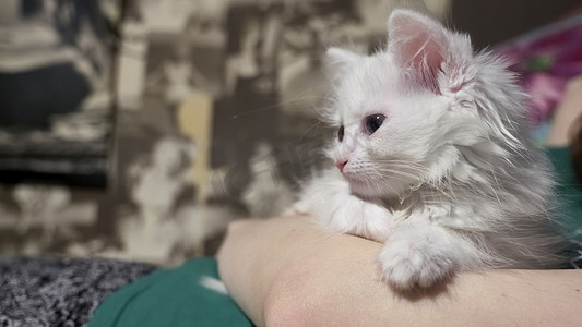 宠物主人摄影照片_白色小猫坐在主人颜色的手上