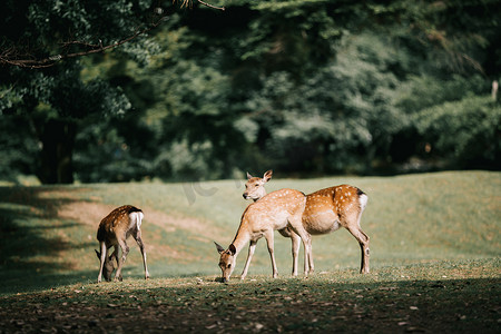 日本鹿在奈良省的花园里