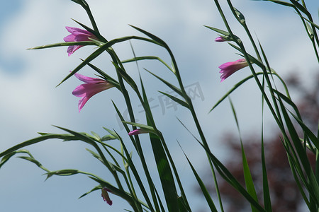 风中花朵摄影照片_野生唐菖蒲的粉红色花朵在风中摇曳。