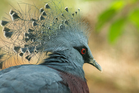维多利亚冠鸽，维多利亚古拉在动物园的笼子里。