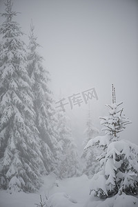 圣诞树木摄影照片_覆盖着新雪的圣诞常青松树