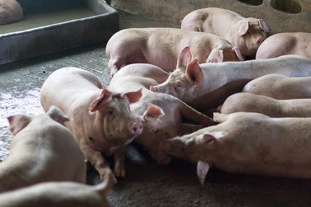 千张卷猪头肉摄影照片_猪吃完饭就在养猪场睡觉。