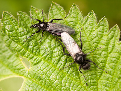 昆虫叶子摄影照片_春天，两只蚜虫在外面的叶子上休息
