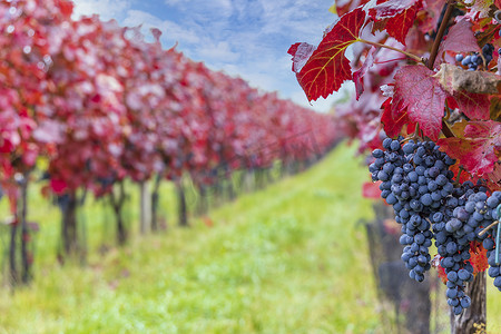 捷克语摄影照片_捷克共和国南摩拉维亚秋季葡萄园中的蓝色葡萄 Alibernet