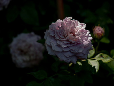 香织公主玫瑰的形状和颜色