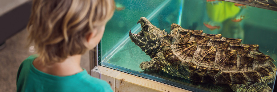 小男孩透过玻璃横幅欣赏玻璃容器中的大乌龟，长格式