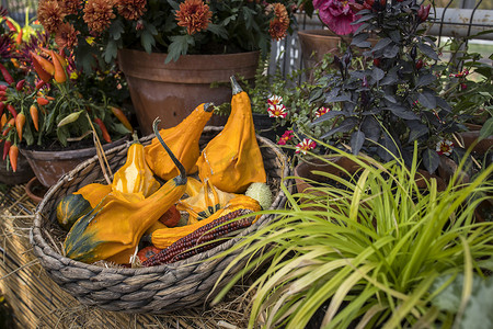 柳条篮中的各种小装饰南瓜作为花园装饰