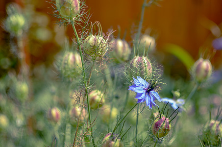 花坛中蓝色花朵深浅不同的黑种草大马士革开花植物