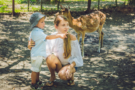 漂亮的鹿摄影照片_母子在热带动物园喂养美丽的鹿