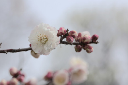春天的梅花摄影照片_美丽的梅花在春天绽放
