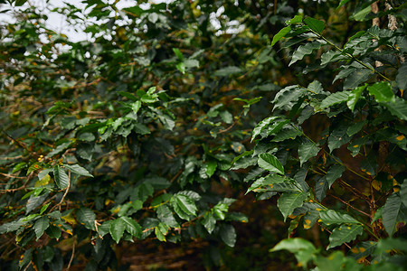 咖啡树的绿叶背景图片