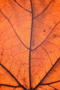 中秋纹理摄影照片_垂直框架中秋枫​​叶细节的宏观纹理